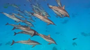 Dolphin House Speedboat Trip - Hurghada